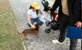 Нарушений меньше, чем в Благовещенске: специалисты проверили, как выгуливают собак жители Свободного