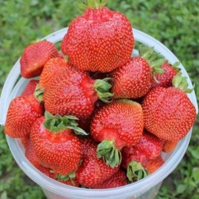 Клубника Феличита: секрет раннего урожая с изумительным вкусом