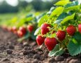Как правильно пересаживать клубнику, чтобы ягоды радовали размером и вкусом