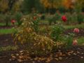 Осень — ключевой момент для здоровья роз