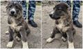 «Собаку-подозреваку» передали охранной организации в Приморье в счет ущерба от амурского тигра