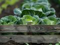 Эксперт раскрывает секреты устойчивых к слизням сортов капусты