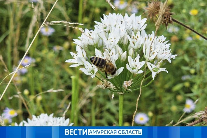 Дожди, грозы и до +30 °С: прогноз погоды на 15 июля в Приамурье