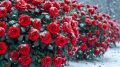 Тайны осенней обрезки роз: когда и как правильно ухаживать за любимыми цветами