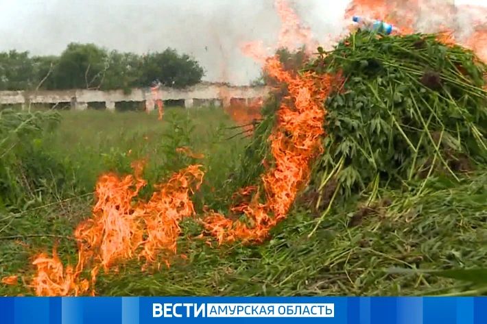 Операция «Мак-2026»: в Приамурье стартовала борьба с незаконным оборотом наркосырья
