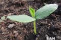 Космический салат: эксперимент на Международной станции