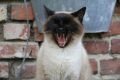 Коты и смех: как пушистые друзья выражают радость