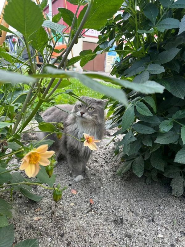 Цветы и цветочек.
.
#утренний_кот_от_читателей_АП