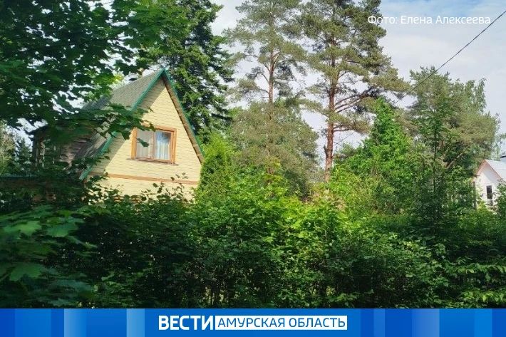 Жара до +31 °С и грозы на севере: какой будет погода в Приамурье 21 июля