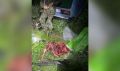 Браконьер со стажем из Шимановска, лишенный охотничьего билета, вновь убил косулю на солонце