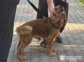 В Благовещенске вновь «ловили» собачников, выгуливающих питомцев в сквере