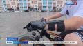 ��������� �����, ��������� ���� � �������� ���� � ����� ��� ������ 12-������ ������������ �������� ��������, ������� ������� ������ �������� ����� ������������ �� ����� �����