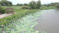 В Приамурье наступила та самая короткая и невероятно красивая пора: на озерах региона распустился лотос Комарова – реликтовое растение, ровесник динозавров, занесенное в Красную книгу