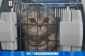 C хозяевами хоть на край света: почти 300 домашних животных выехали из Приамурья
