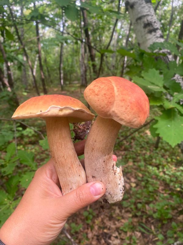 Лето уходит, а грибы — ещё нет! Лето уходит, а грибы — ещё нет!