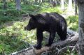 В Амурской области участились встречи жителей с медведями