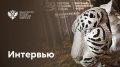 "Тигр-дипломатия", развитие экотуризма и повышение экологической ответственности