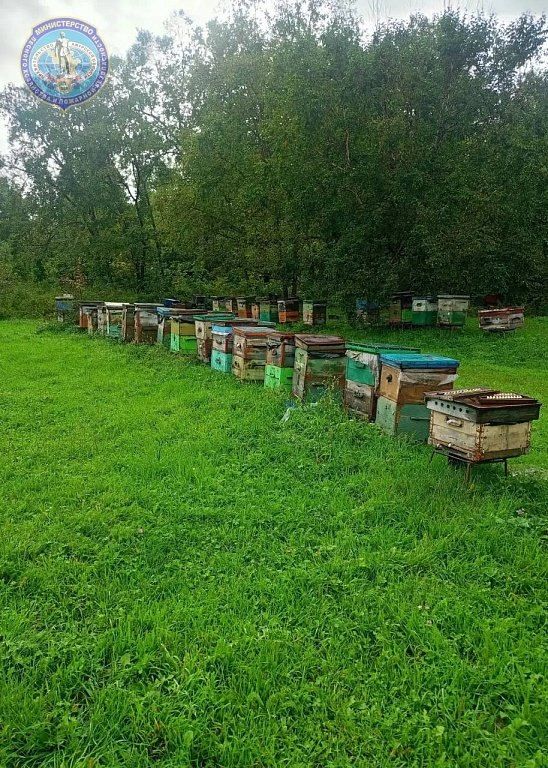 Свой гектар в лесу: инструкция, как в Приамурье бесплатно получить участок под пасеку