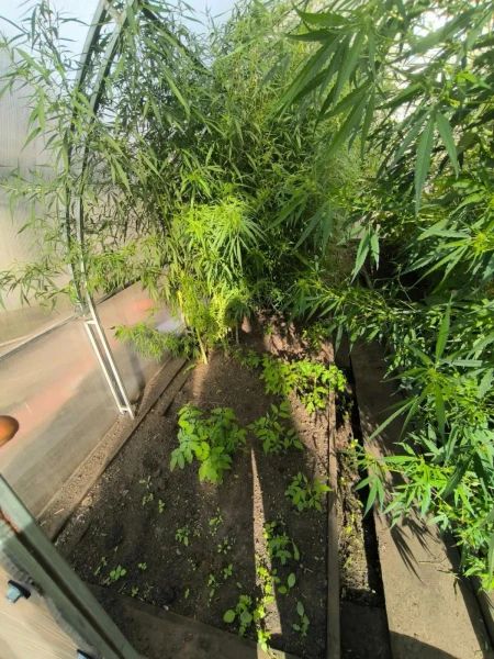 В Райчихинске полицейские пресекли незаконную деятельность гражданина, занимавшегося культивированием наркосодержащих растений В Райчихинске полицейские пресекли незаконную деятельность гражданина, занимавшегося культивированием наркосодержащих растений