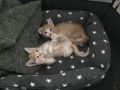 Среди наших читателей есть хозяин очень необычных котиков