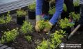 200 новых деревьев и почти 800 кустарников украсят Благовещенск этой осенью