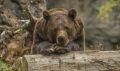 Амурская область не вошла в топ-регионов с наибольшей численностью бурых медведей