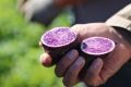 Состоялась выездное совещание по картофелю