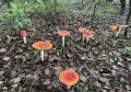 В лесах Приамурья наступил сезон мухоморов — кому их можно есть