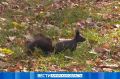 До +17 °С: прогноз погоды на 15 сентября в Приамурье