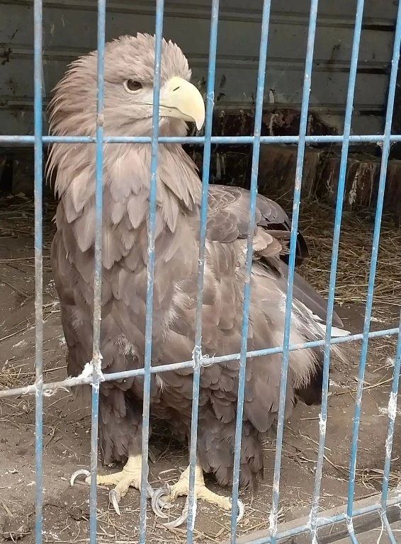 «Кабачок надо?»: жителей Благовещенска просят поделиться с животными излишками урожая «Кабачок надо?»: жителей Благовещенска просят поделиться с животными излишками урожая