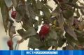 Холодные массы сменятся субтропическим теплом: прогноз погоды на неделю в регионе