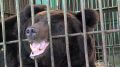 Излишки урожая — на корм животным: амурский биолого-туристический центр принимает овощи и фрукты от жителей