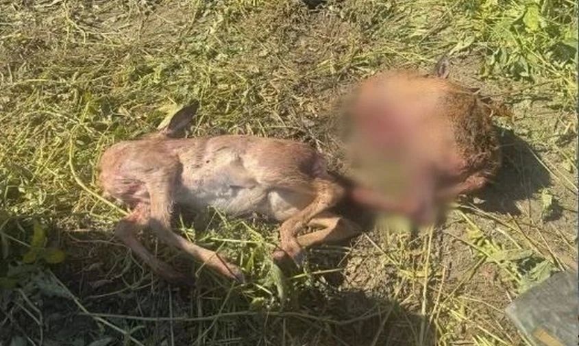 В Ивановском округе задержали браконьеров, застреливших двух молодых косуль