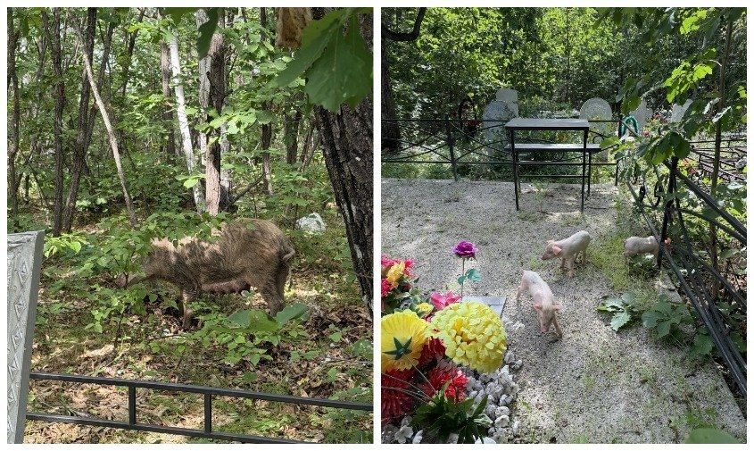 На кладбище в Благовещенском округе хозяйничают свиньи и коровы, гуляющие без присмотра
