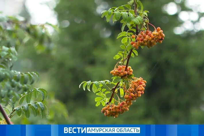 Ветер и осадки: прогноз погоды на 22 сентября в Приамурье