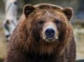 В селе Новокиевский Увал Мазановского округа зафиксировали появление медведя