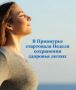 К болезням органов дыхания относят пневмонию, хроническую обструктивную болезнь легких, рак легких