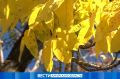 До +20 °С днем: прогноз погоды в Приамурье на 24 сентября