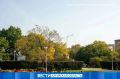 В Благовещенске начали убирать однолетники с городских клумб