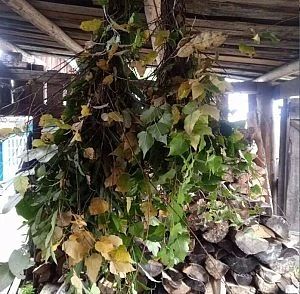 В амурских заказниках заготовили почти 1 400 веников для копытных: охотоведы готовят «столовые» к зиме В амурских заказниках заготовили почти 1 400 веников для копытных: охотоведы готовят «столовые» к зиме