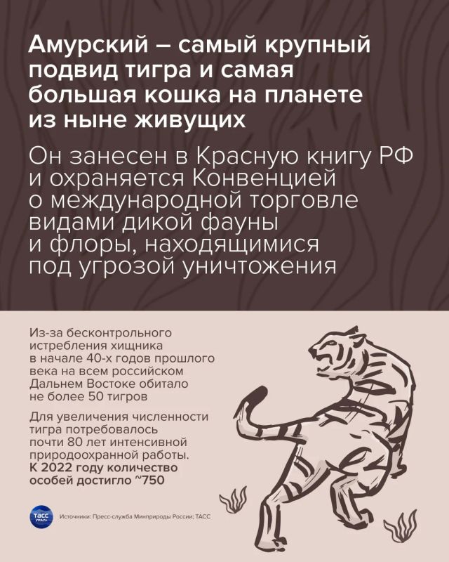 В последнее воскресенье сентября на Дальнем Востоке отмечают день амурского тигра В последнее воскресенье сентября на Дальнем Востоке отмечают день амурского тигра