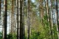 В Приамурье высадят более пяти тысяч деревьев в рамках всероссийской акции «Сохраним лес»
