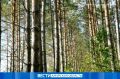 В Приамурье стартовала всероссийская акция «Сохраним лес»