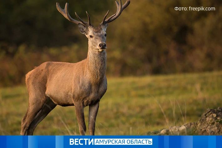 В Амурской области стартовал сезон охоты на косулю и благородного оленя