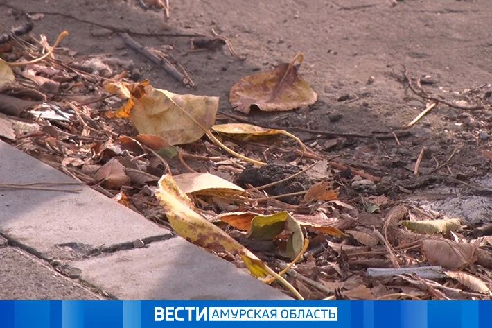 До +15 °С и сильный ветер: погода в Приамурье на 2 октября