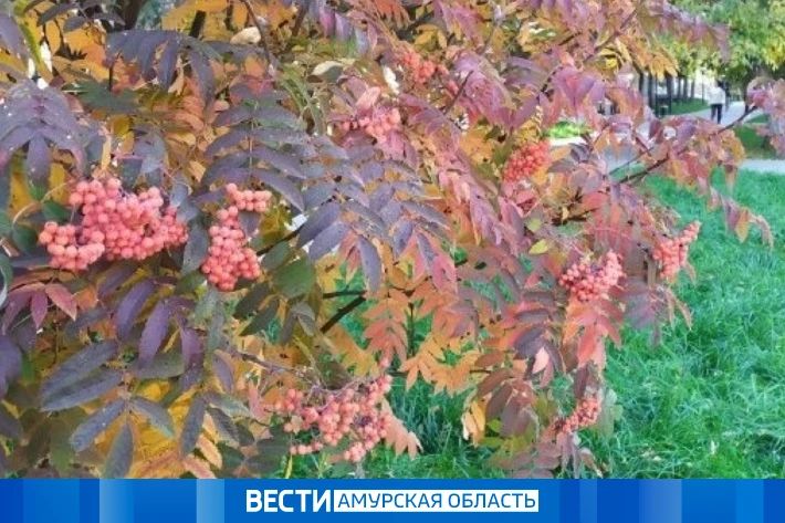 До +18 градусов, но с сильным ветром: прогноз погоды в Приамурье на 6 октября