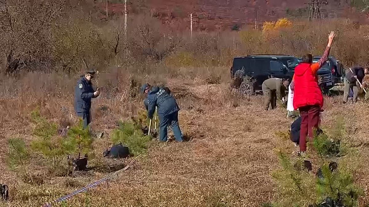 Около 150 саженцев сосны и ясеня высадили в селе Белогорье в рамках всероссийской акции «Сохраним лес» президентского нацпроекта «Экологическое благополучие»
