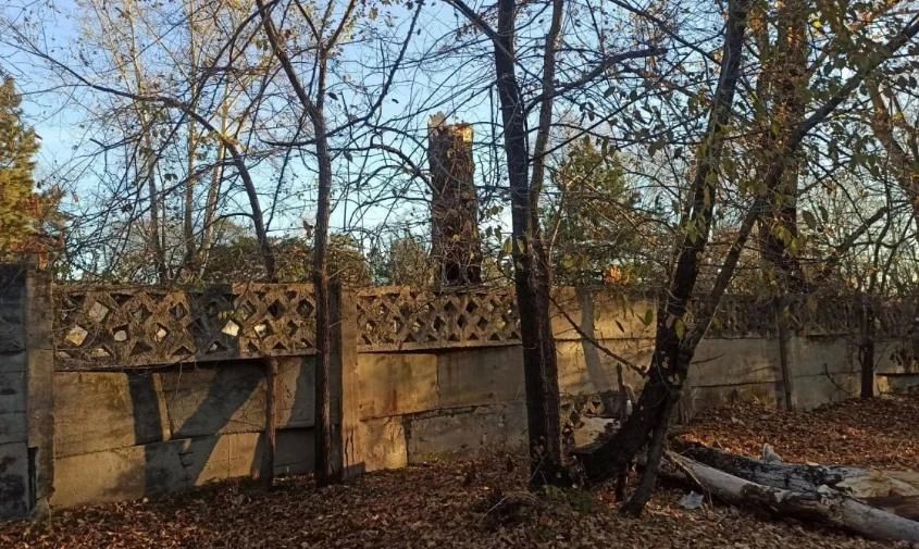 В Белогорске на мужчину упало дерево и убило его