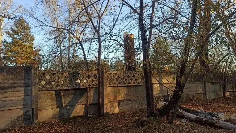 Трагедия в Белогорске: мужчина погиб изза падения сухого дерева