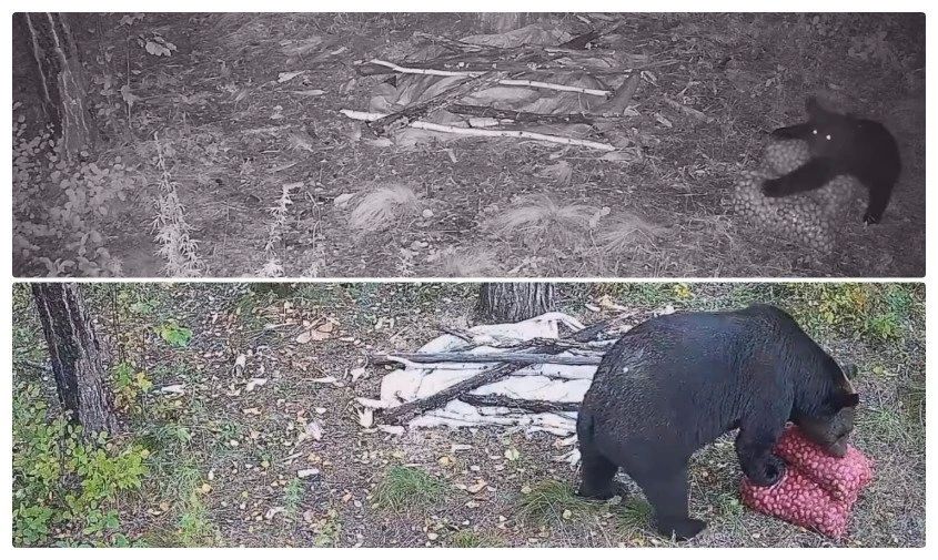В Шимановском округе фотоловушка сняла распаковку картошки медведицей и медвежонком